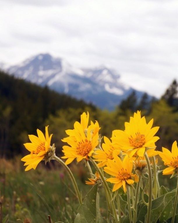 10 Natural Remedies That Should Be In Every Medicine Cabinet Hero Image