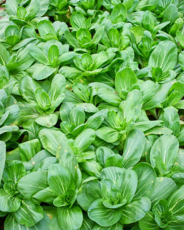 The 10 Healthiest Superfoods (Sorry, Kale!) Hero Image