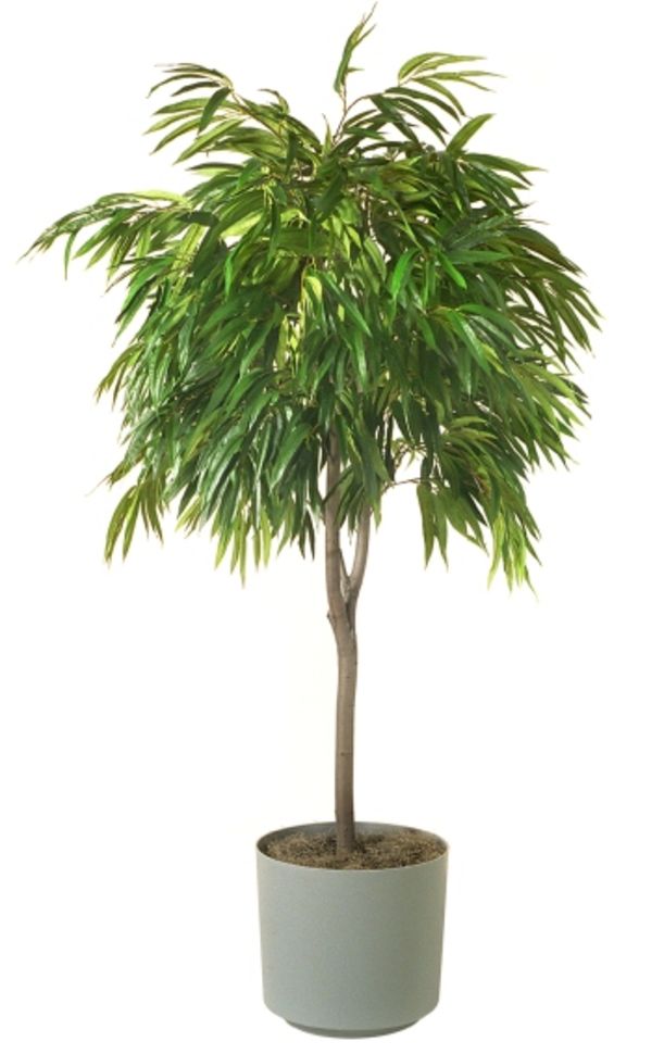 4 Plants That Can Improve Air Quality at Home Hero Image