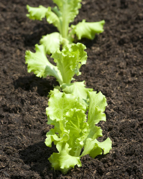 The 10 Healthiest Superfoods (Sorry, Kale!) Hero Image