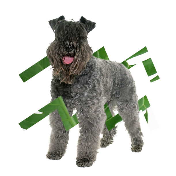 The Best Dog For Every Zodiac Sign Hero Image