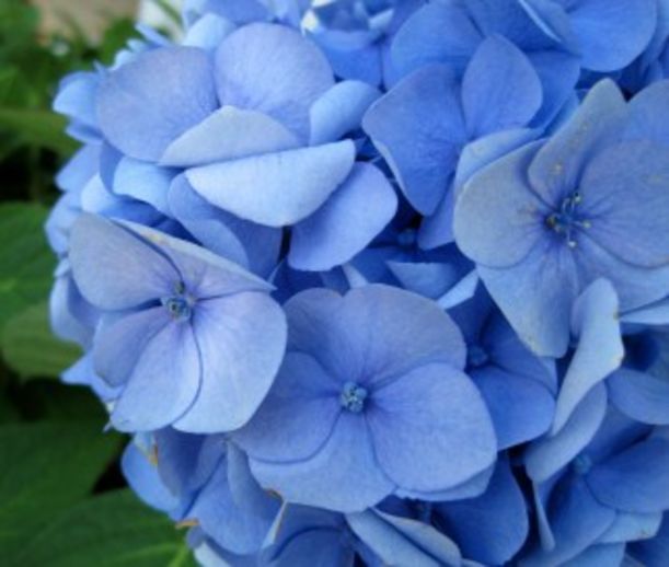 7 Flowers to Color Your Mood Hero Image