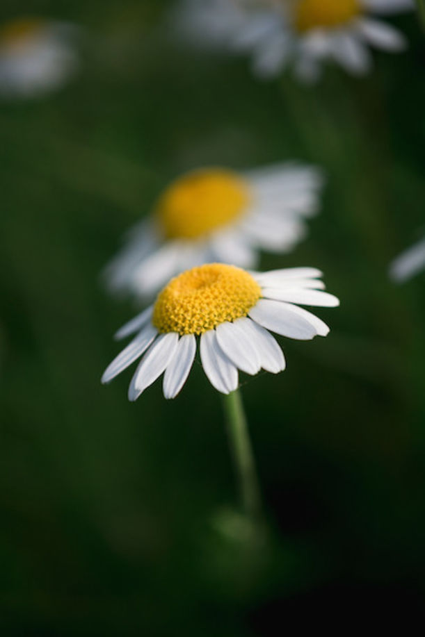 8 Home-Grown Plants For Naturally Glowing Skin Hero Image
