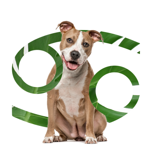 The Best Dog For Every Zodiac Sign Hero Image