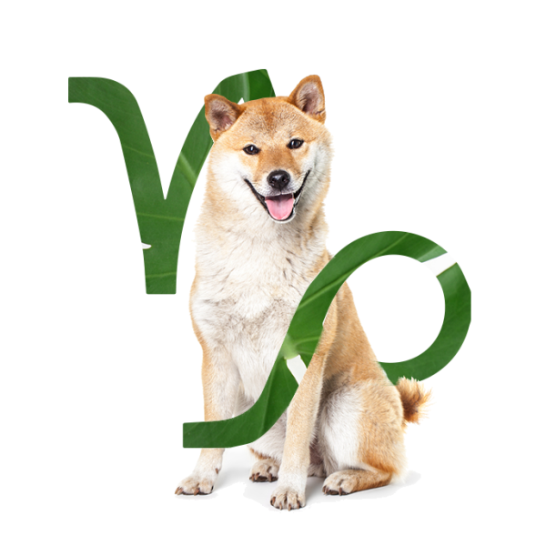 The Best Dog For Every Zodiac Sign Hero Image