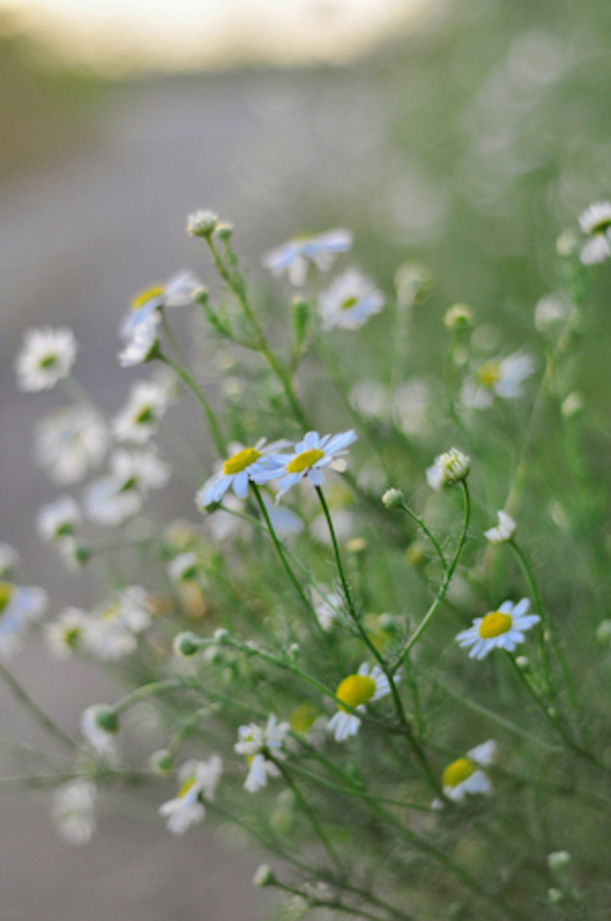 9 Essential Oils + How To Use Them For Clear, Radiant Skin Hero Image