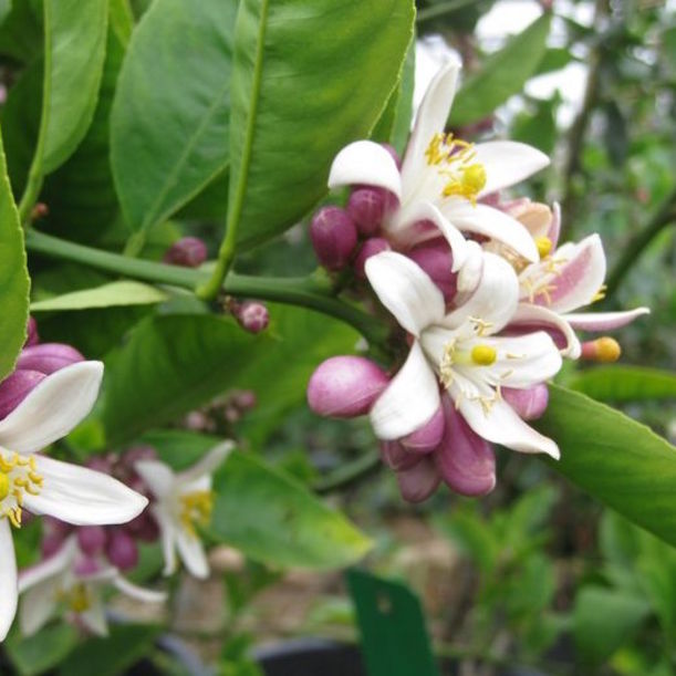 What Flower Essences Actually Are + What They Can Do For You Hero Image
