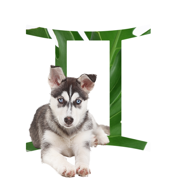 The Best Dog For Every Zodiac Sign Hero Image