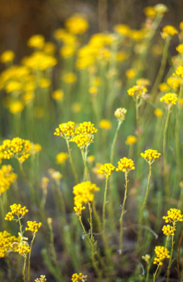 9 Essential Oils + How To Use Them For Clear, Radiant Skin Hero Image