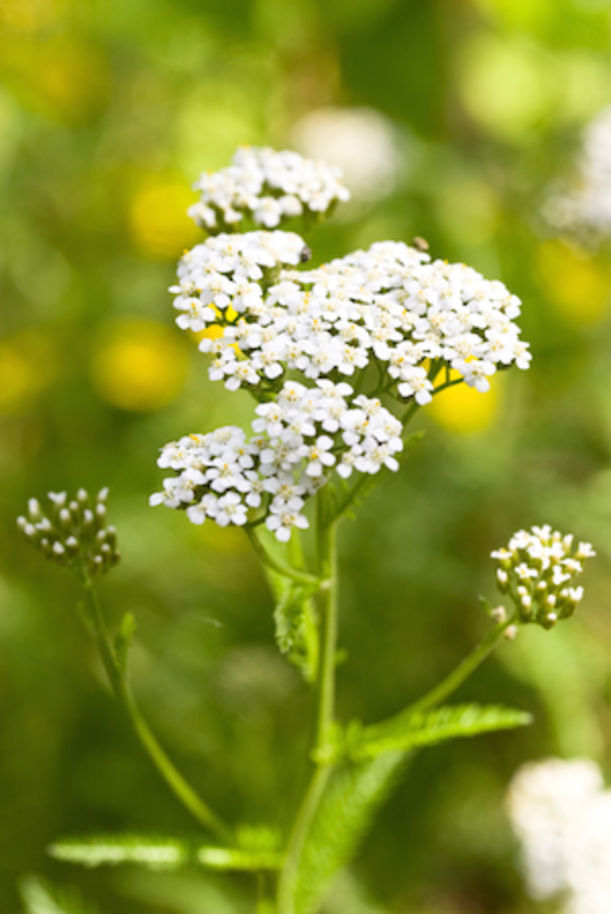 9 Essential Oils + How To Use Them For Clear, Radiant Skin Hero Image