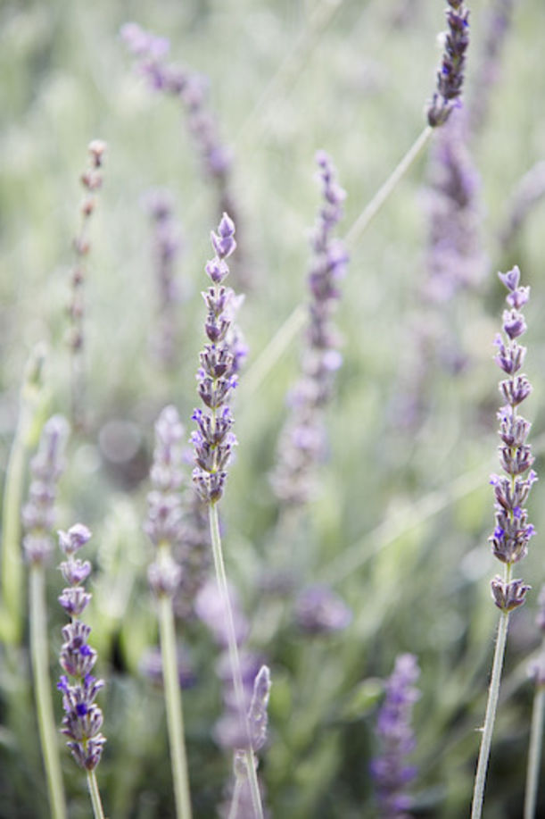 8 Home-Grown Plants For Naturally Glowing Skin Hero Image