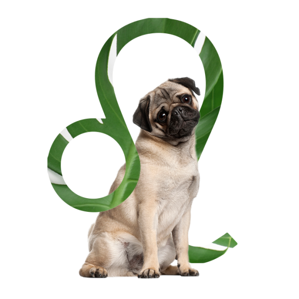 The Best Dog For Every Zodiac Sign Hero Image