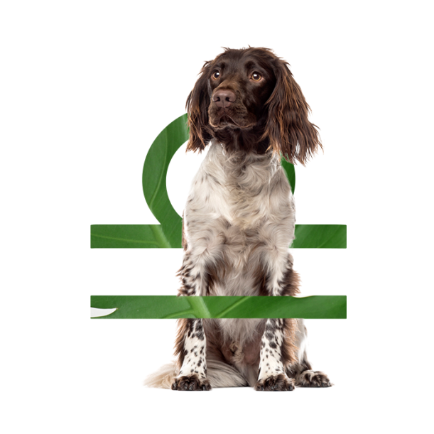 The Best Dog For Every Zodiac Sign Hero Image