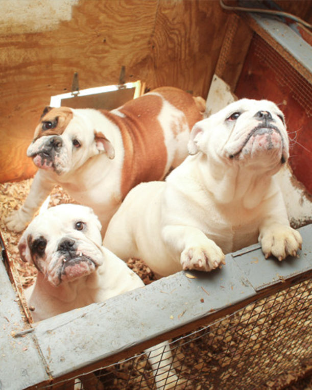 4 Ways To Stop Puppy Mills (And Why You Should Care) Hero Image