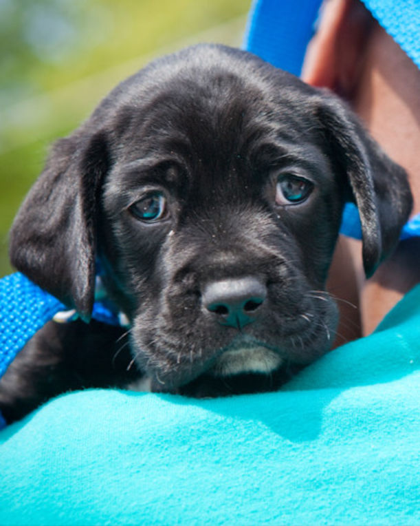4 Ways To Stop Puppy Mills (And Why You Should Care) Hero Image