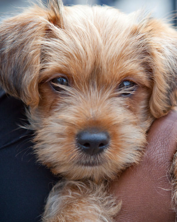 4 Ways To Stop Puppy Mills (And Why You Should Care) Hero Image
