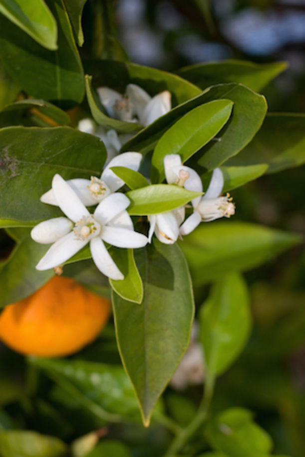 9 Essential Oils + How To Use Them For Clear, Radiant Skin Hero Image