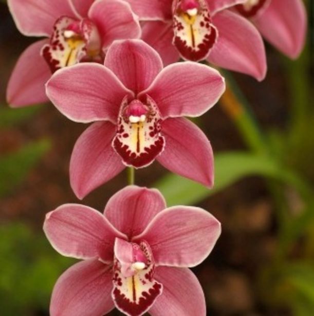 7 Flowers to Color Your Mood Hero Image