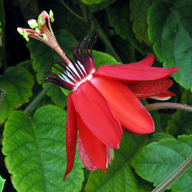 What Flower Essences Actually Are + What They Can Do For You Hero Image