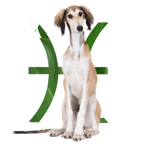The Best Dog For Every Zodiac Sign Hero Image