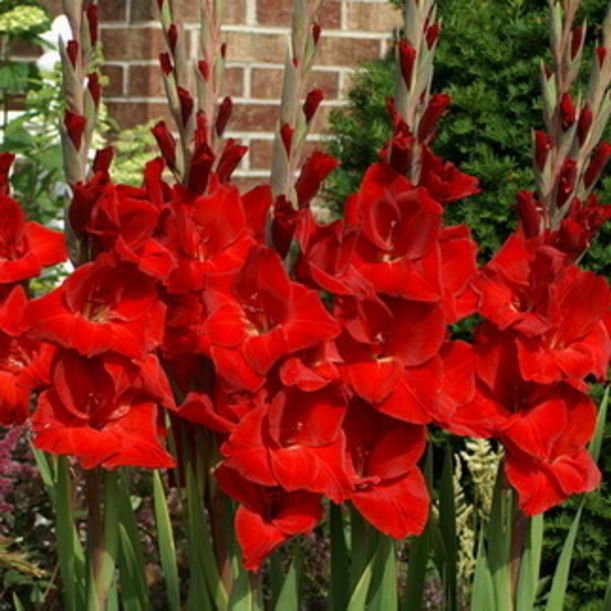 7 Flowers to Color Your Mood Hero Image