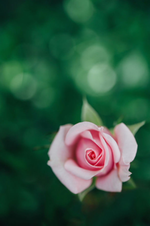 9 Essential Oils + How To Use Them For Clear, Radiant Skin Hero Image