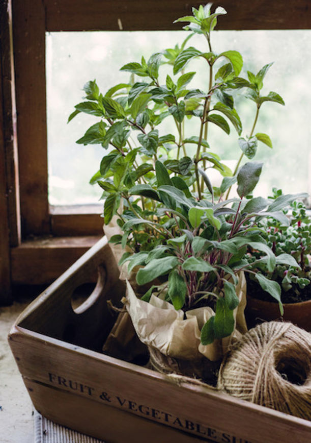 8 Home-Grown Plants For Naturally Glowing Skin Hero Image