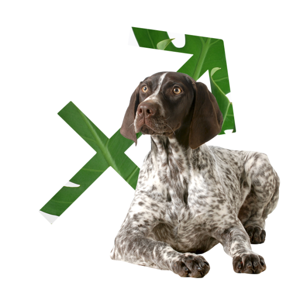 The Best Dog For Every Zodiac Sign Hero Image
