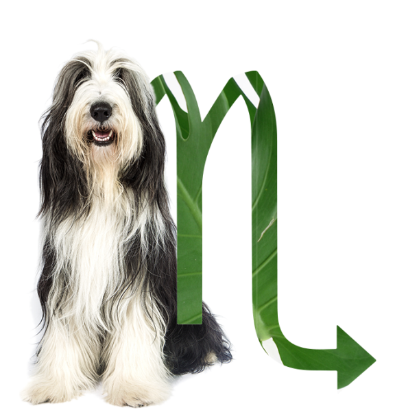 The Best Dog For Every Zodiac Sign Hero Image