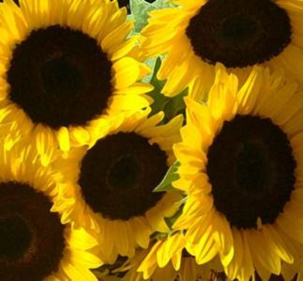 7 Flowers to Color Your Mood Hero Image