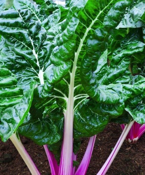5 Foods To Fight Female Illness Hero Image