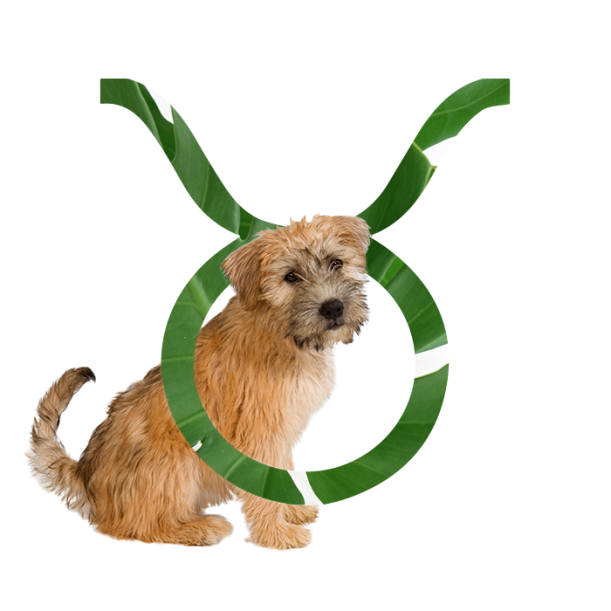 The Best Dog For Every Zodiac Sign Hero Image