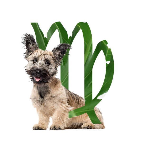 The Best Dog For Every Zodiac Sign Hero Image