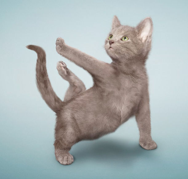 Cats Get Their Yoga On! Hero Image