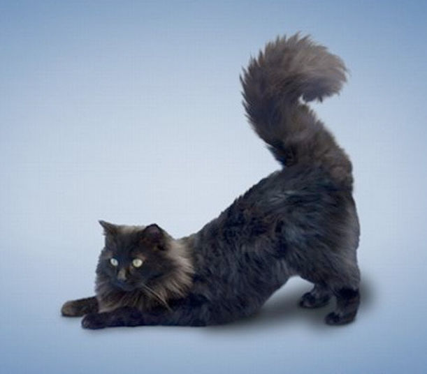 Cats Get Their Yoga On! Hero Image
