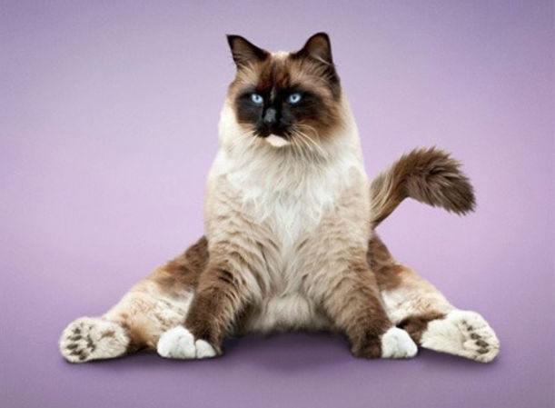 Cats Get Their Yoga On! Hero Image