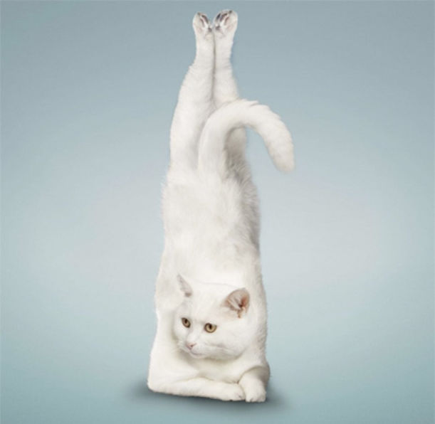 Cats Get Their Yoga On! Hero Image