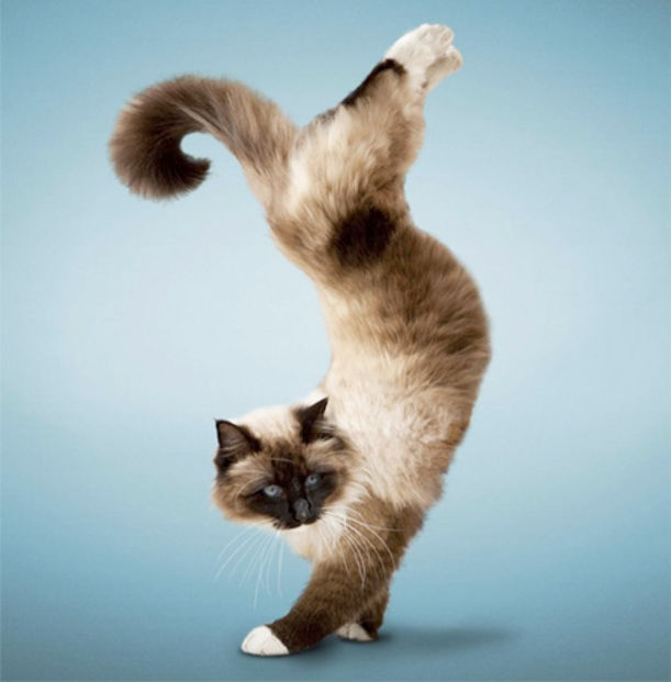 Cats Get Their Yoga On! Hero Image