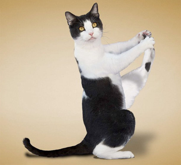 Cats Get Their Yoga On! Hero Image