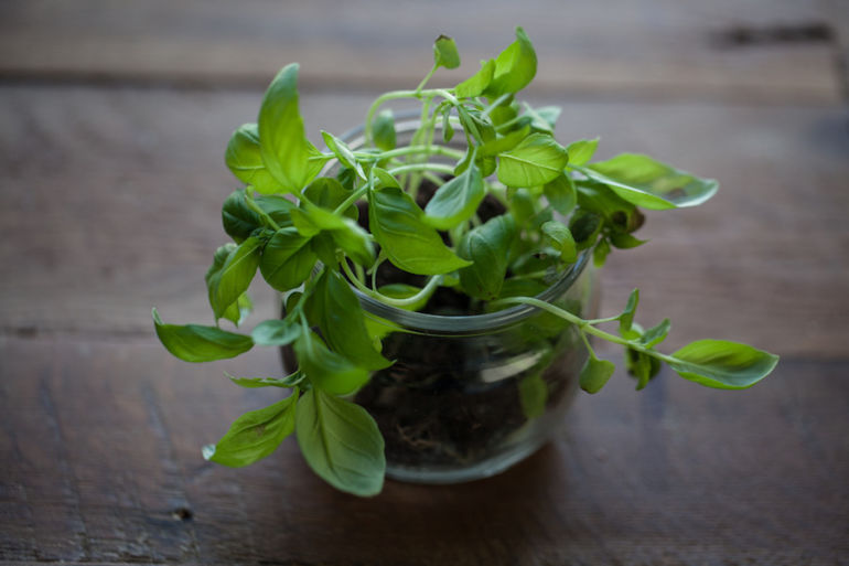 5 Clever Ways To Turn Old Containers Into An Indoor Garden Hero Image