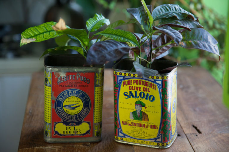 5 Clever Ways To Turn Old Containers Into An Indoor Garden Hero Image