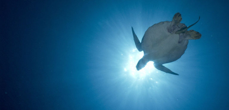 Here's What Yoga Diving In Bali Looks Like Hero Image