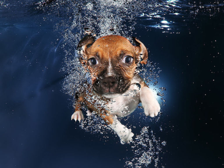 Cute Photos Of Puppies Swimming Underwater (Why Not?!) Hero Image