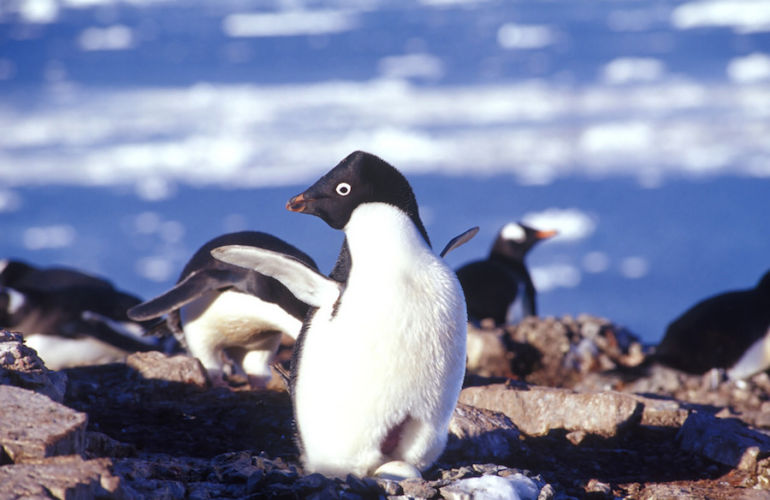 It's National Wildlife Day! 10 Animals We're In Danger Of Losing Forever Hero Image