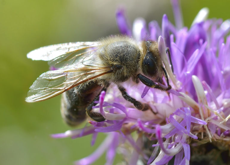 5 Holistic Ingredients To Look For When Relieving Spring Allergies Hero Image