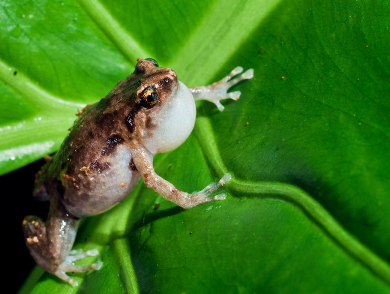 It's National Wildlife Day! 10 Animals We're In Danger Of Losing Forever Hero Image