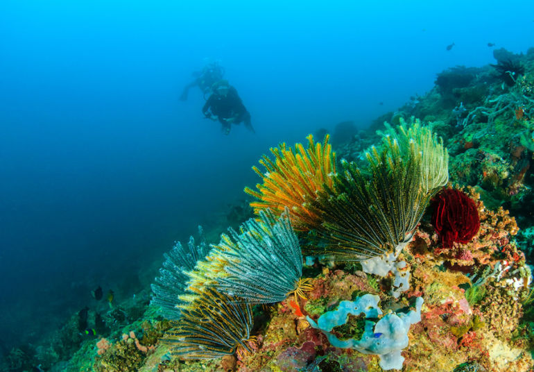 It's National Wildlife Day! 10 Animals We're In Danger Of Losing Forever Hero Image