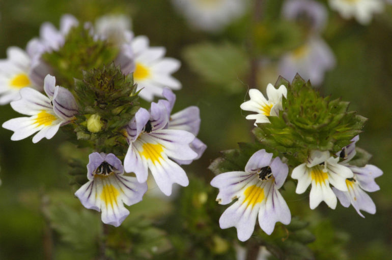 5 Holistic Ingredients To Look For When Relieving Spring Allergies Hero Image