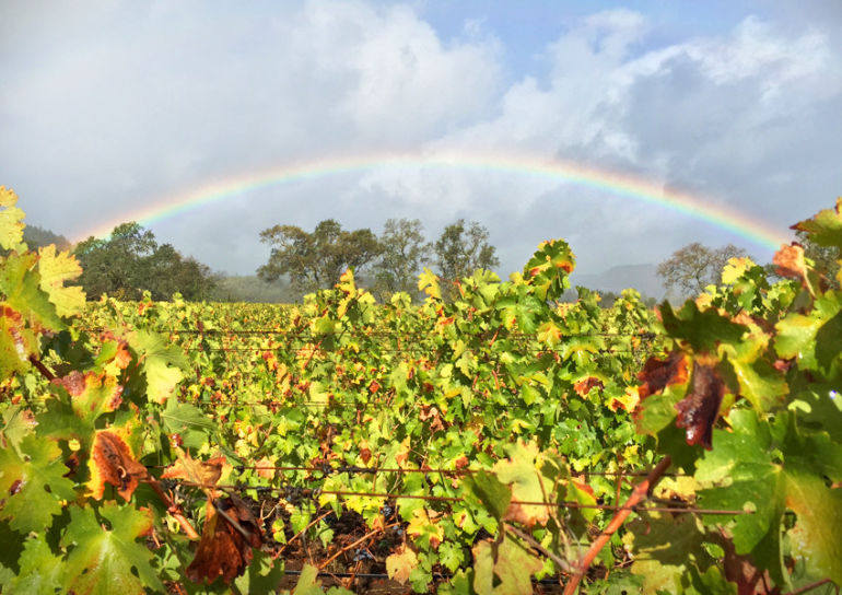 Why Biodynamic Wines Are Better Hero Image