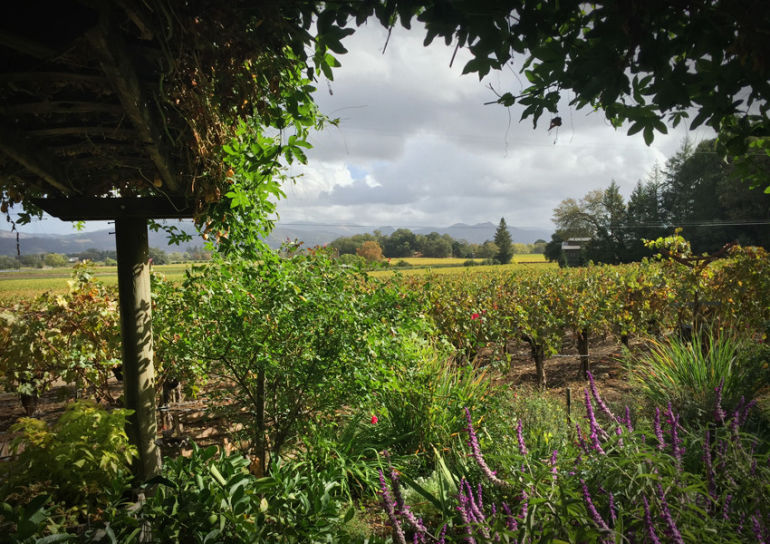 Why Biodynamic Wines Are Better Hero Image